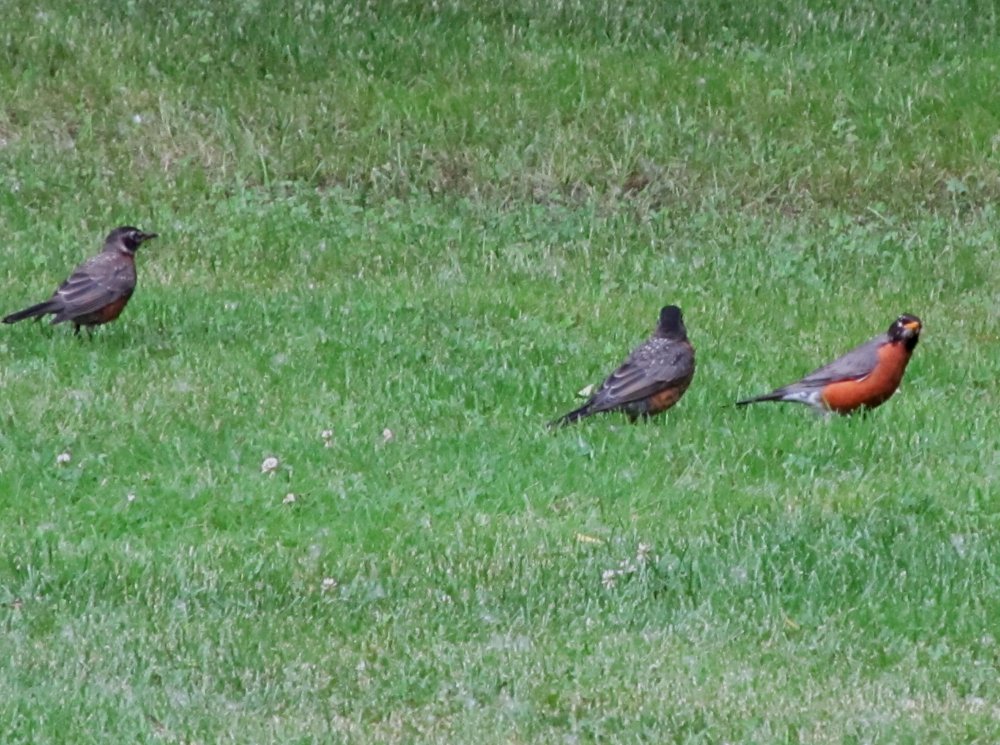 Picture 11812 1.jpg