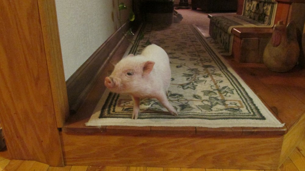 pig 001.JPG