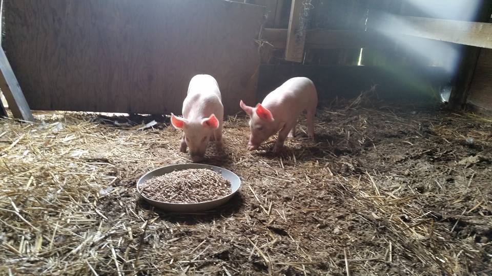 piggies.jpg