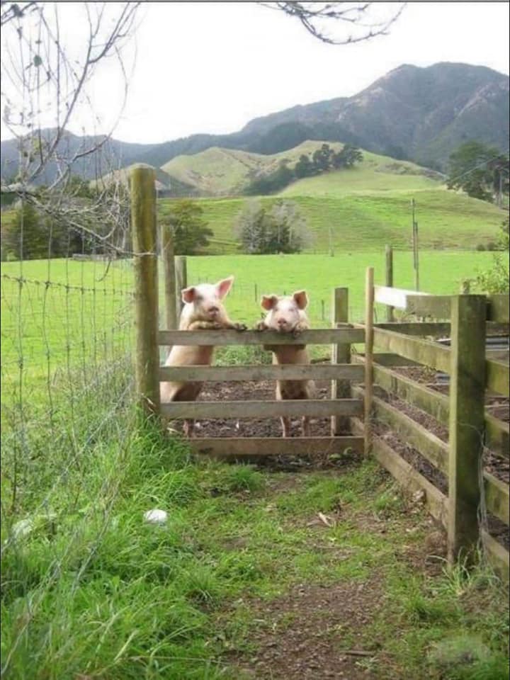piggies say hello.jpg