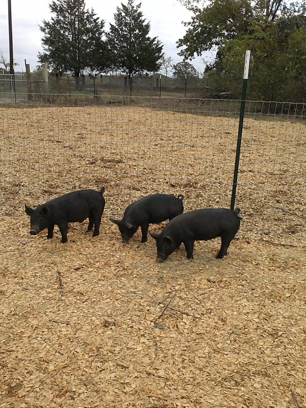 pigs 11-3-15.jpg