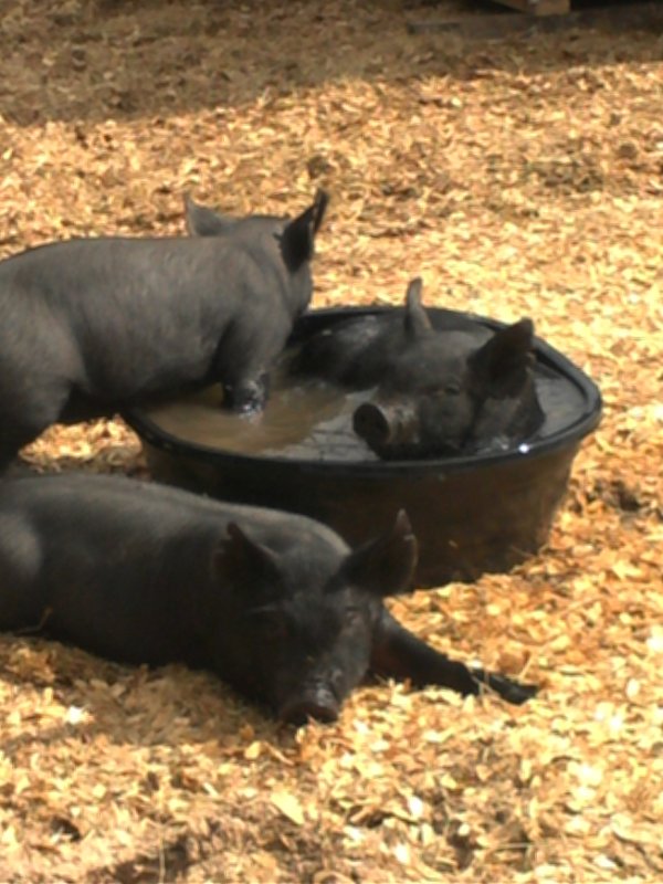Pigs in Tub 11-4.jpg