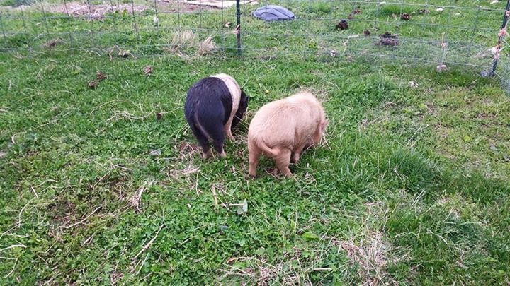 pigs1.jpg
