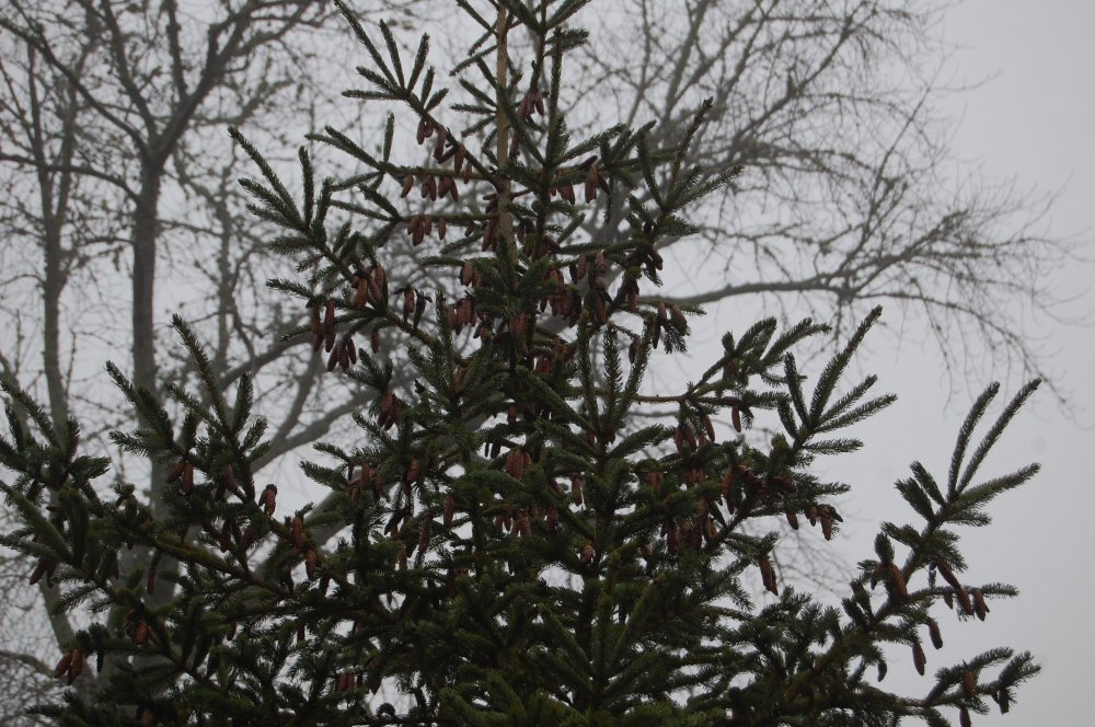 pine cones.jpg