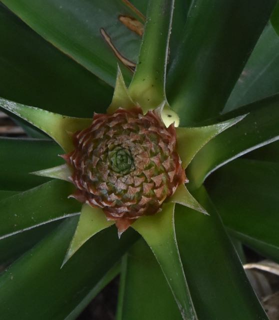 pineapple bloom 2017.jpg