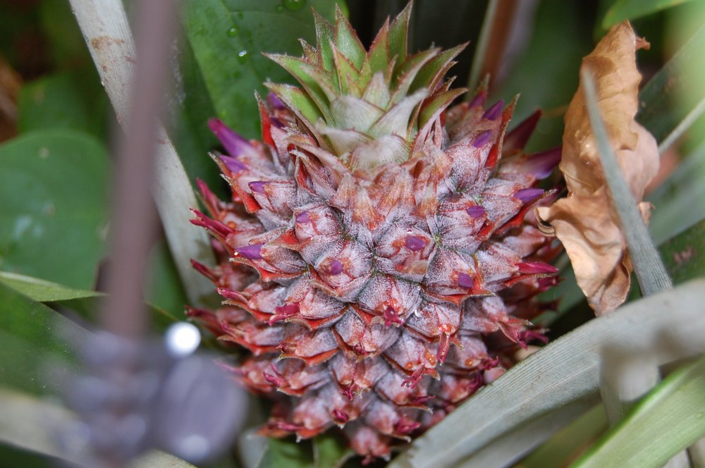 pineappple 2015.jpg