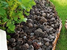 pineconemulch.jpg