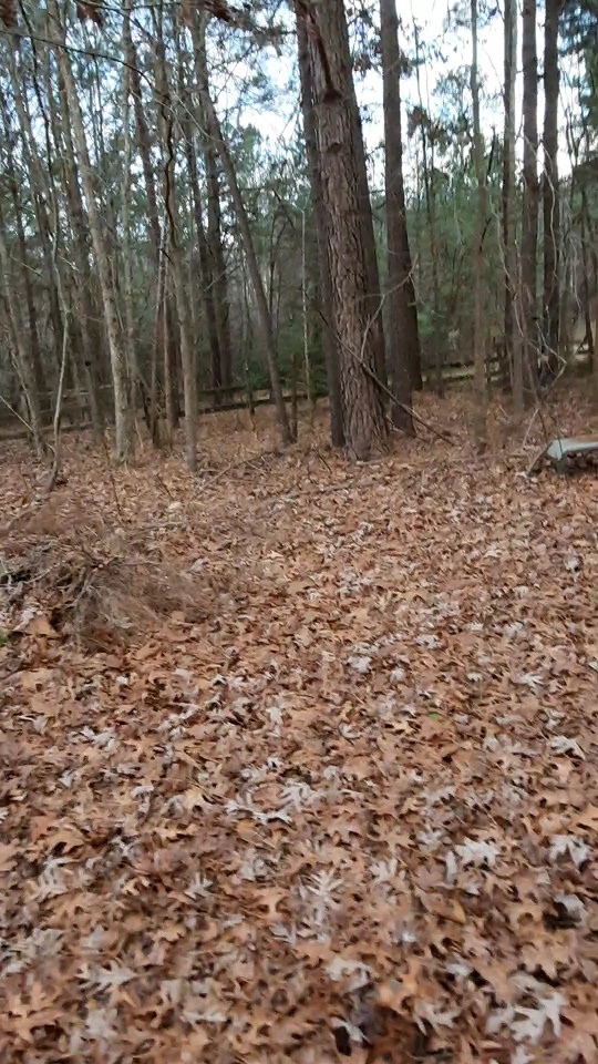 piney woods 12.21.jpg