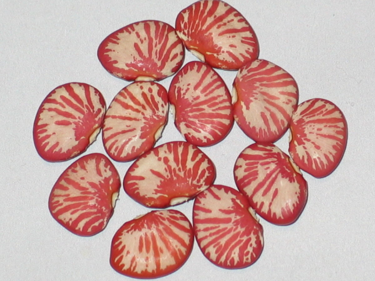 Ping Zebra #1.jpg