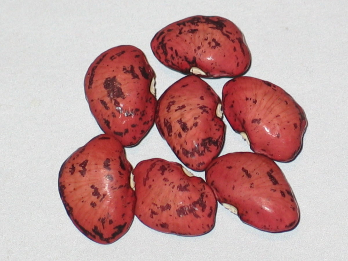 Ping Zebra OT #1.jpg