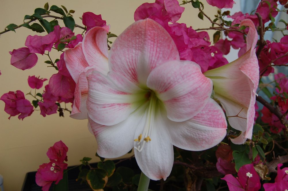 pink amary.jpg