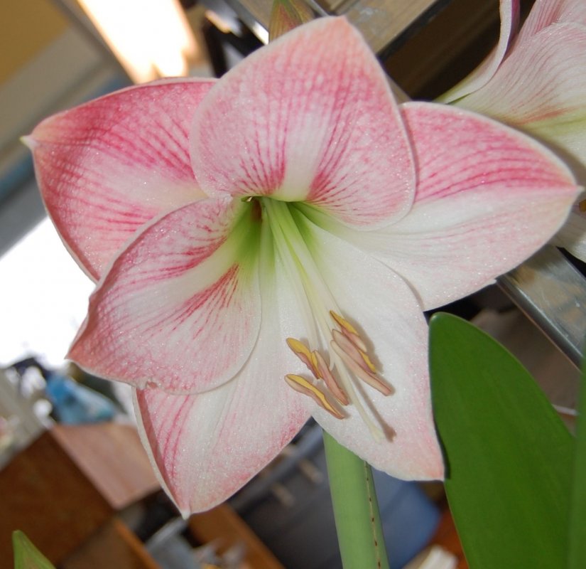pink amaryilis.jpg