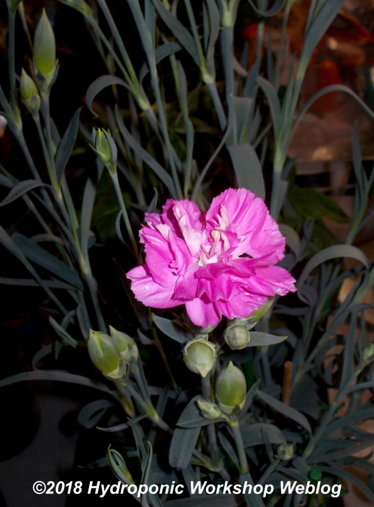 Pink carnation.jpg