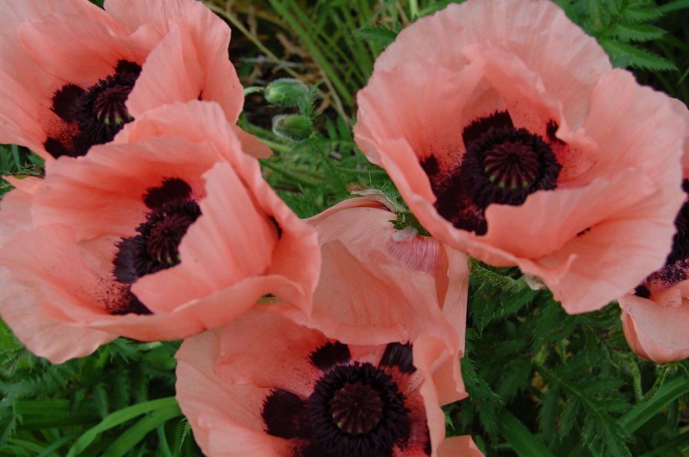 pink poppies 2014.jpg