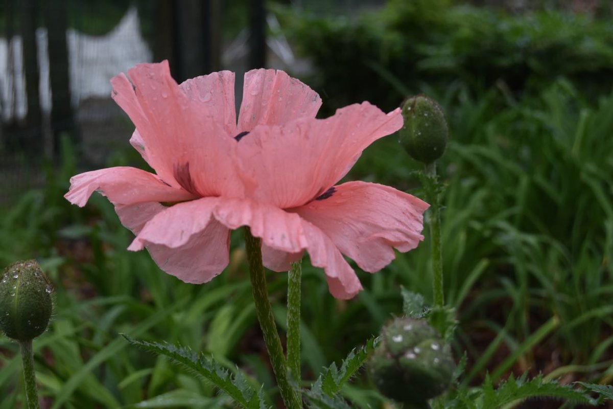 pink poppy.jpg