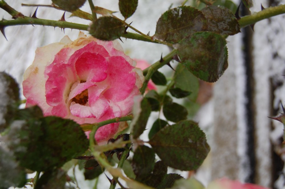 pink rose in snow.jpg