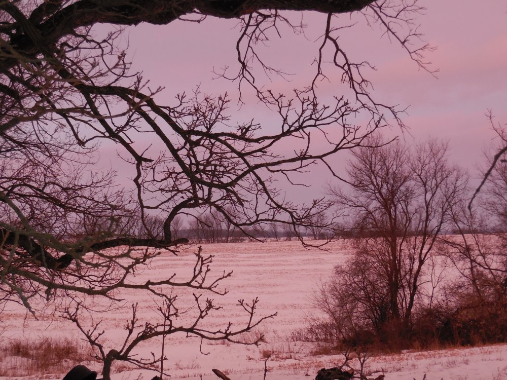 pink snow.JPG
