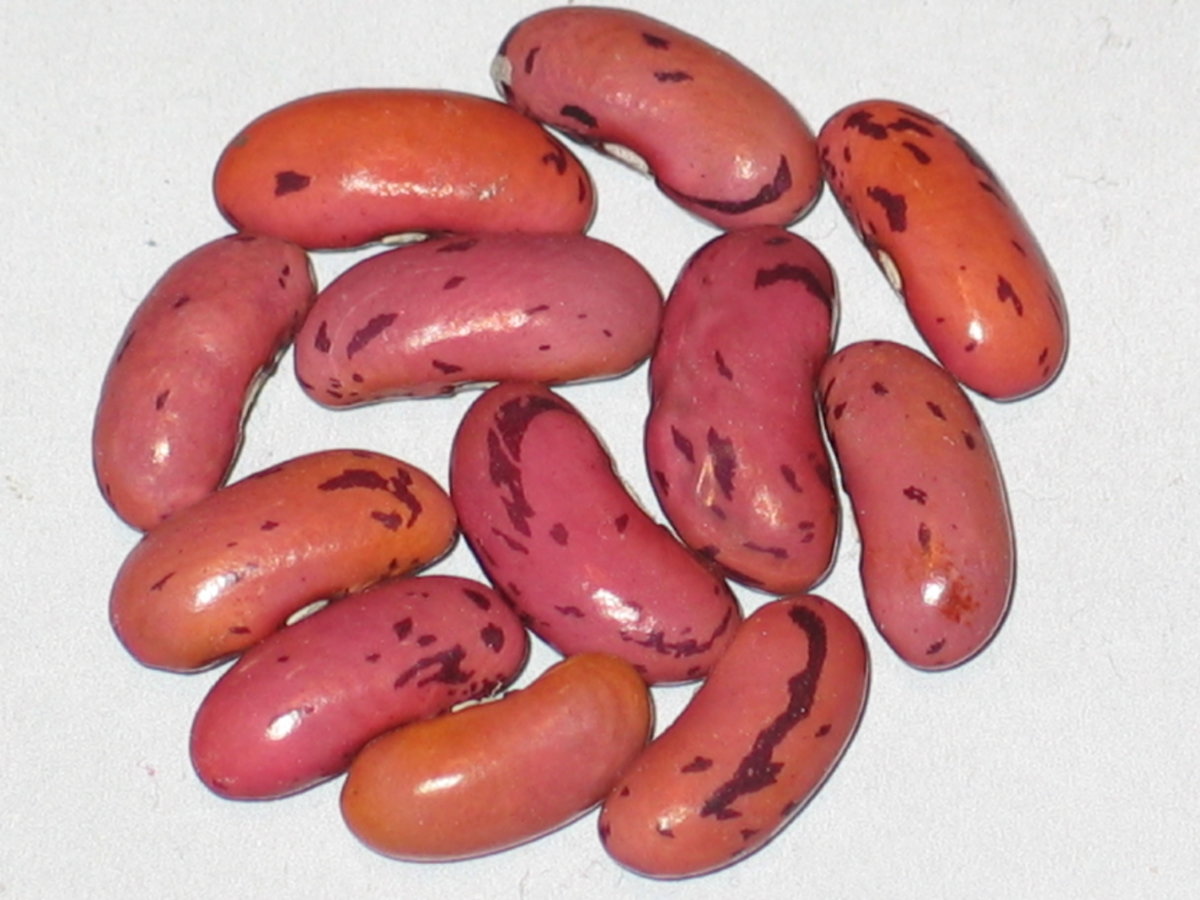 Pink Thrush.jpg