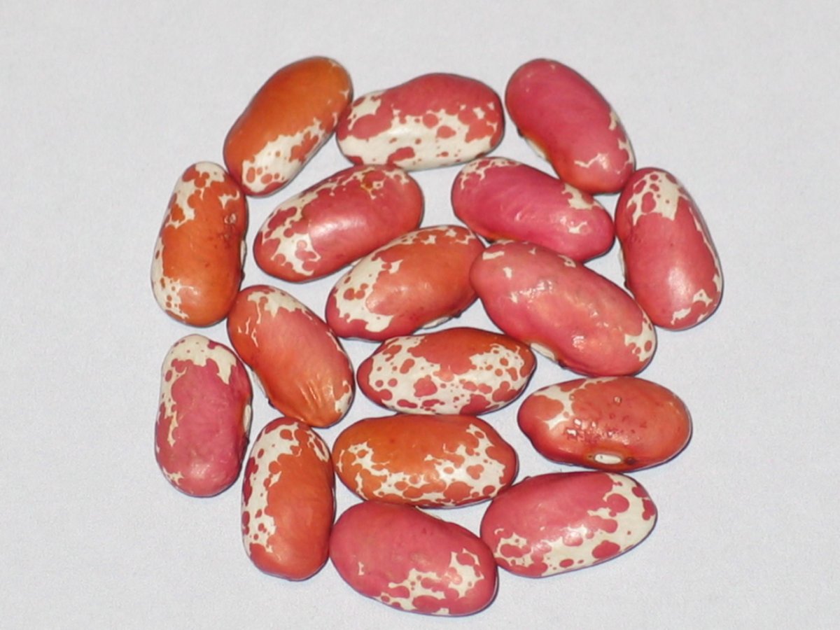 Pink Trout.JPG