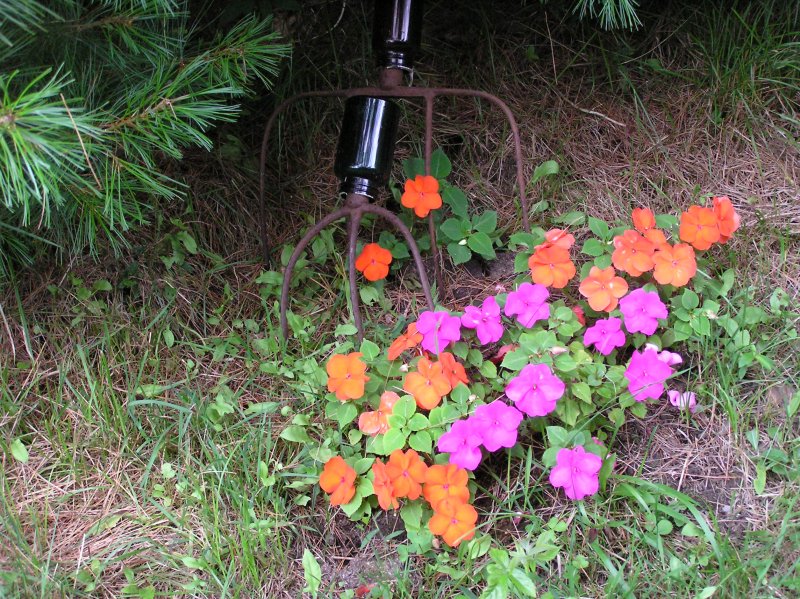 PitchforkImpatienGarden18July2012.jpg