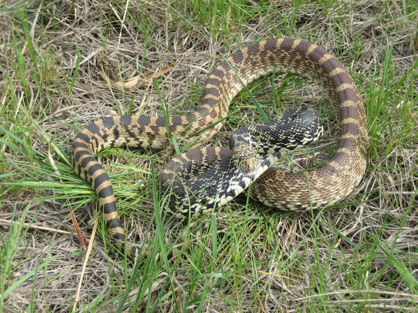 Pituophis_catenifer_sayi_002.jpg