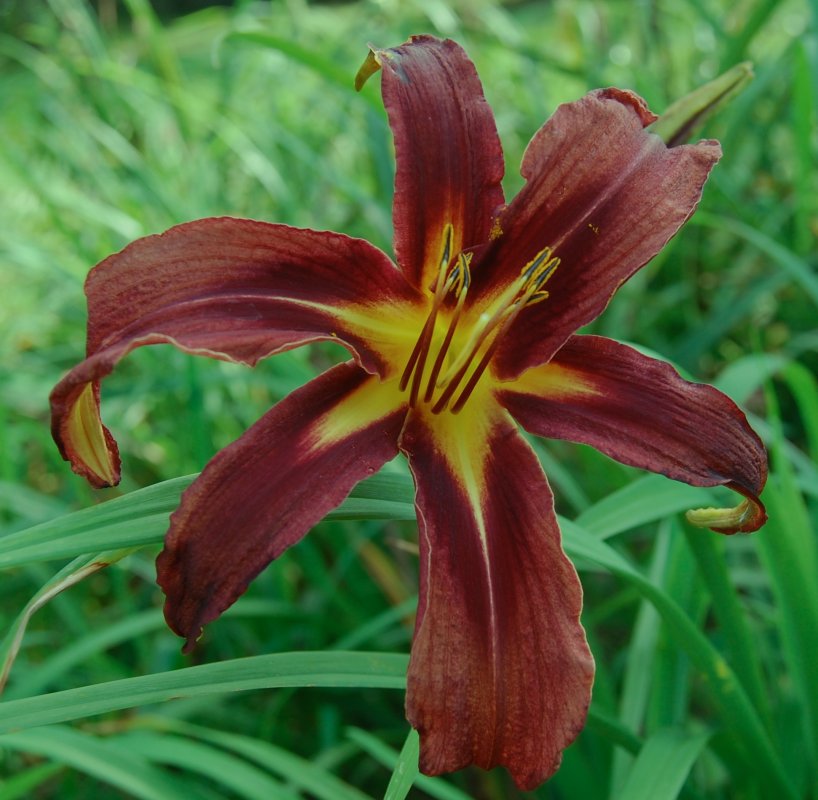 planet max seedling.jpg