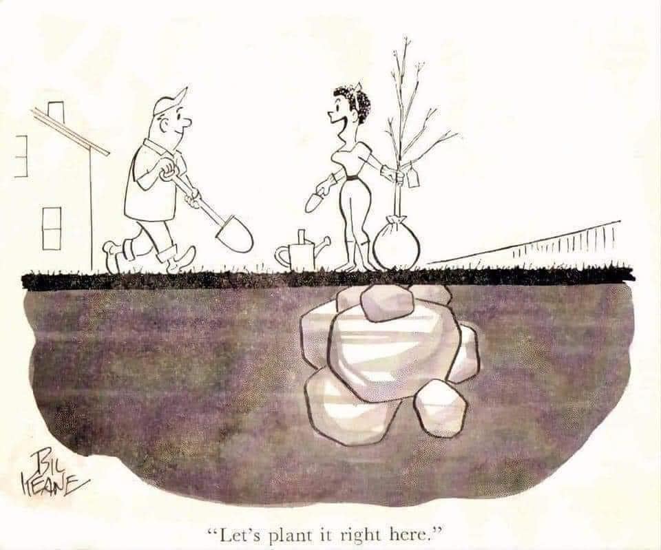 plant here.jpg