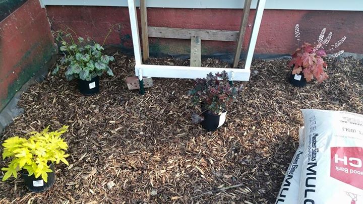 plant.jpg