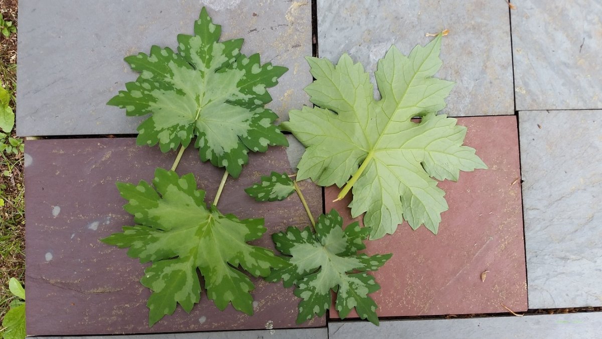 plant to id.jpg