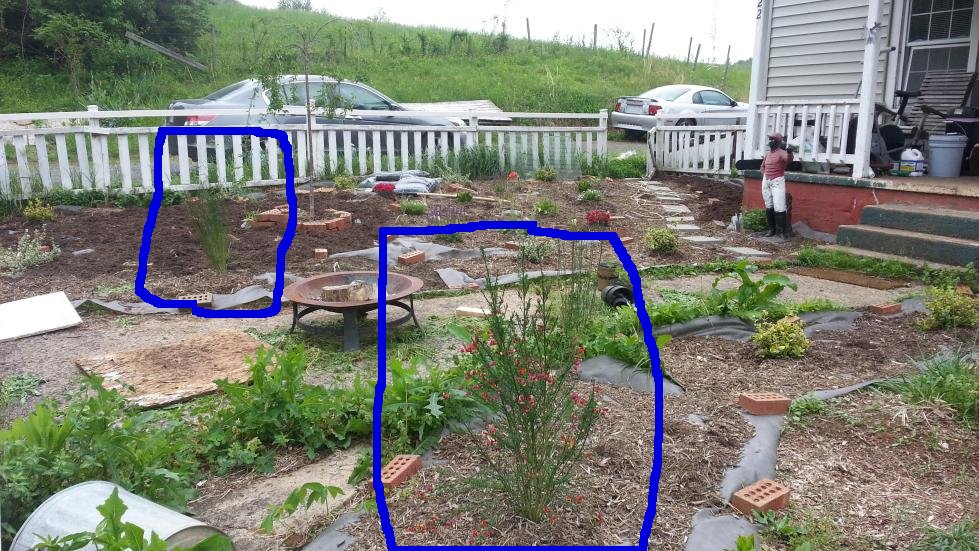 plant1.jpg