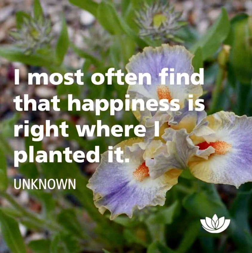 planted happiess.jpg