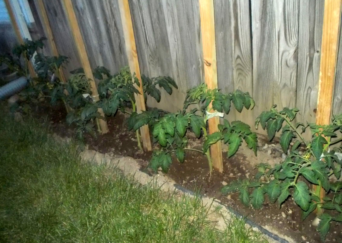 planted toms.jpg
