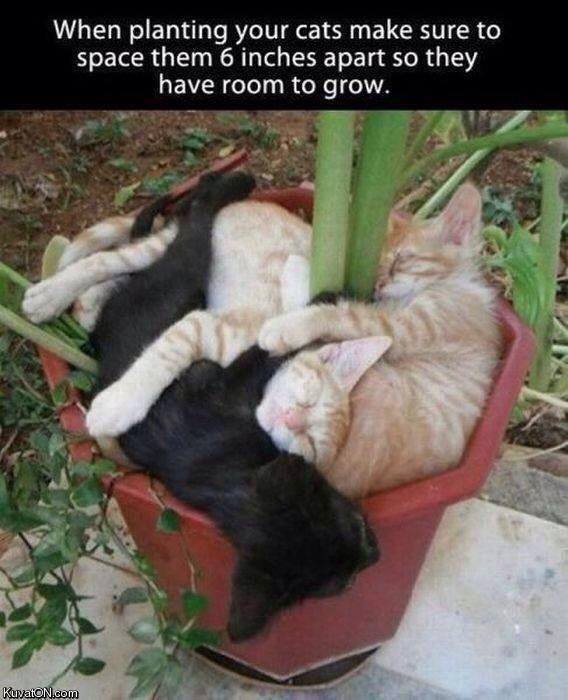 planting cats.jpg