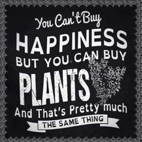 plants are happinness.jpg