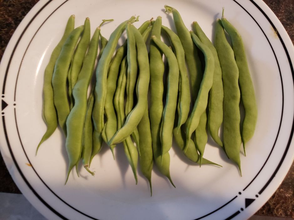 Plateful of Logan Giant Snap Beans 23.jpg