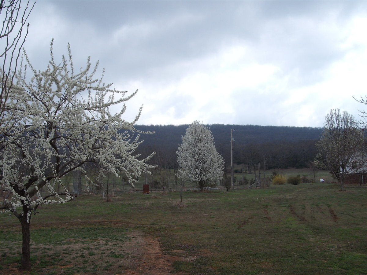 Plum Hawthorne.JPG