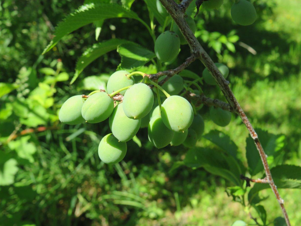 plums.JPG