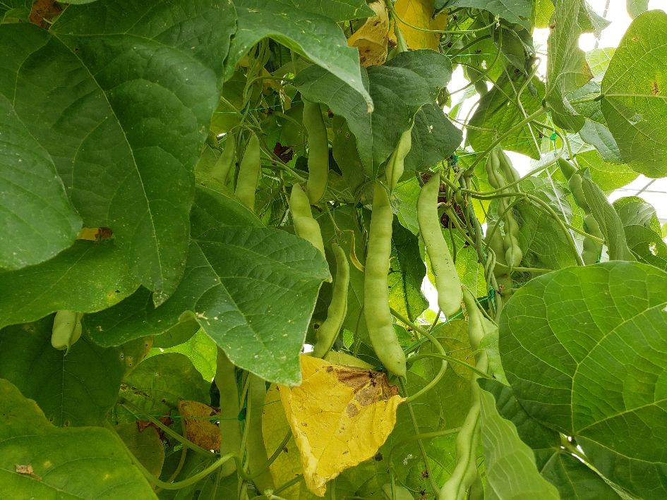 Pods Drying In Greenhouse.jpg