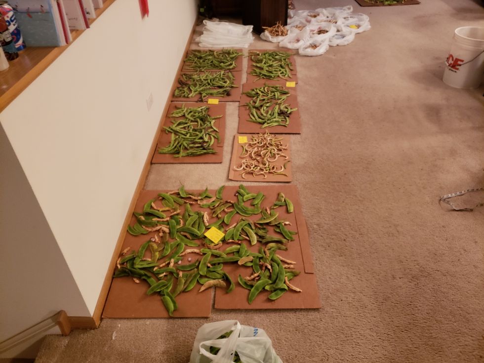 Pods Drying In Living Room #1 10 - 5 - 22.jpg
