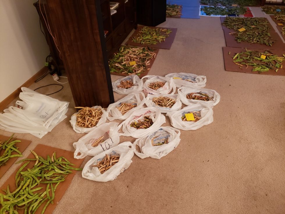 Pods Drying In Living Room #2 10 - 5 - 22.jpg