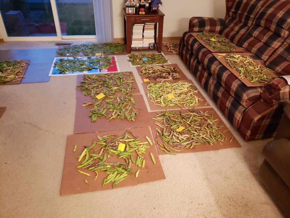 Pods Drying In Living Room #3 10 - 5 - 22.jpg