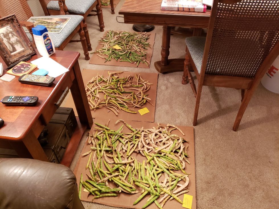 Pods Drying In Living Room #4 10 - 5 - 22.jpg