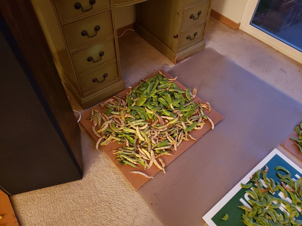 Pods Drying In Living Room #5 10 - 5 - 22.jpg