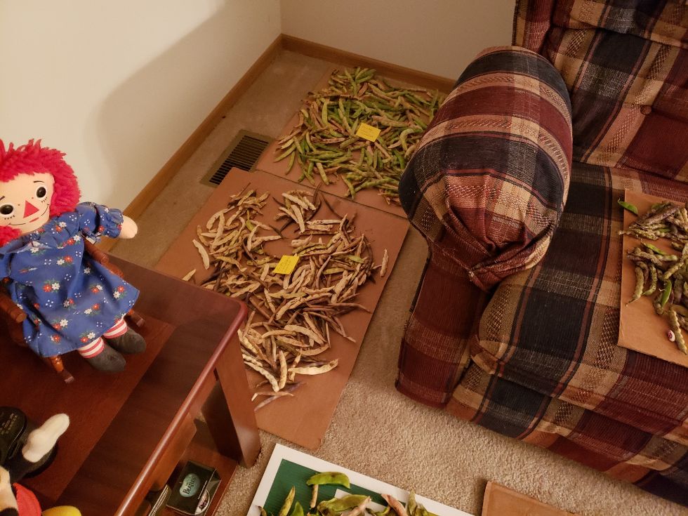Pods Drying In Living Room #6 10 - 5 - 22.jpg