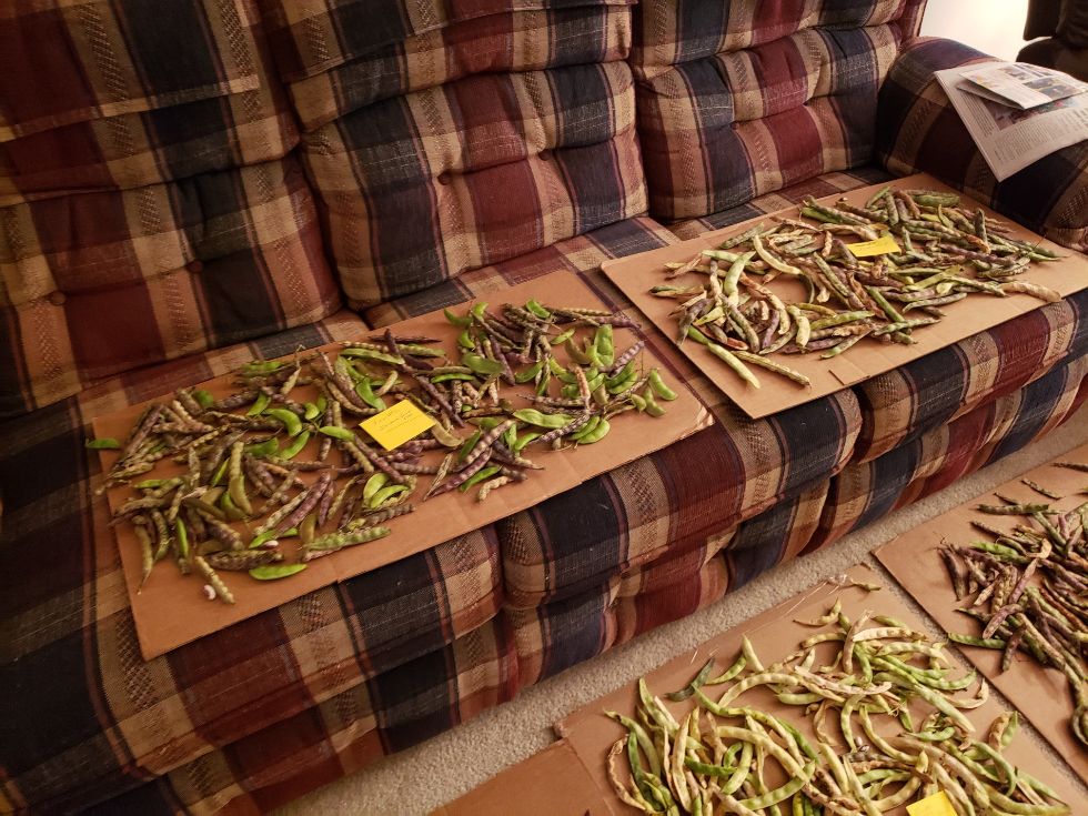 Pods Drying In Living Room #7 10 - 5 - 22.jpg