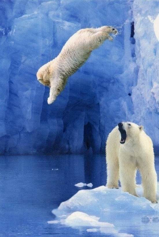 polar bear.jpeg