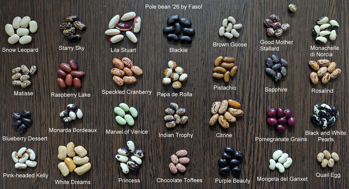 pole-bean-1-26-fasol-2400px.jpg