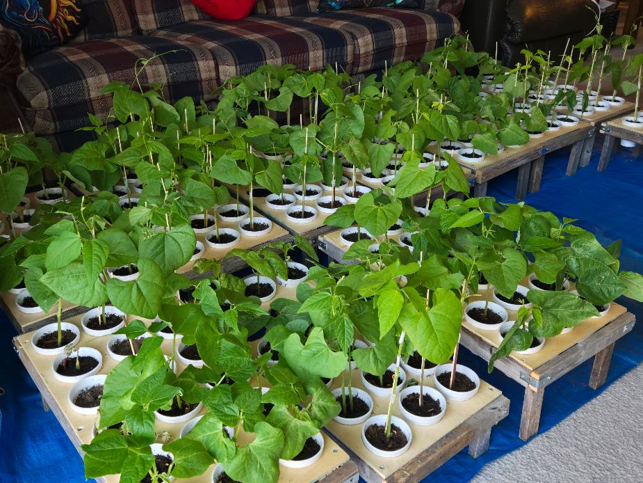 Pole Bean Babies In Cups - June 1, 2025.jpg