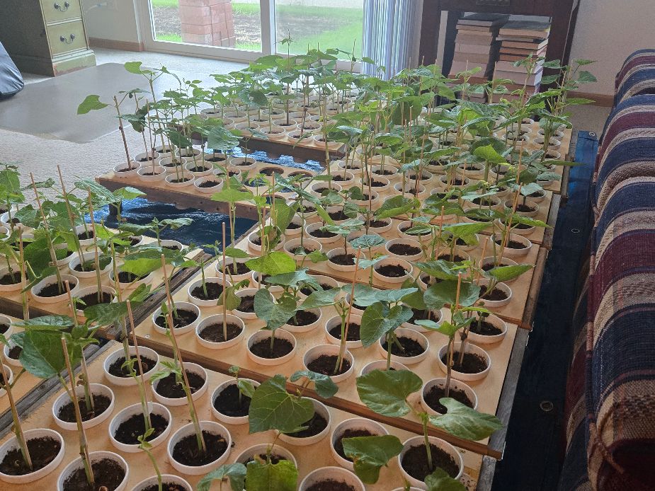 Pole Bean Babies May 28, 2025.jpg