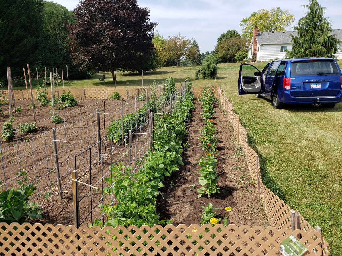 Pole Bean Plot #2 7-25-21.jpg